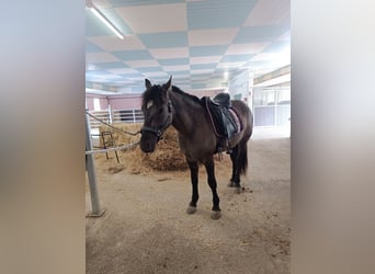 More ponies/small horses, Mare, 4 years, 14 hh, Buckskin