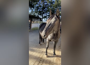 More ponies/small horses Mix, Mare, 4 years, 14,1 hh, Black