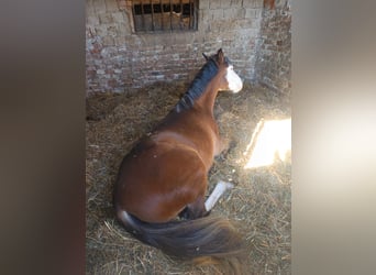 More ponies/small horses, Mare, 4 years, 14,1 hh, Brown