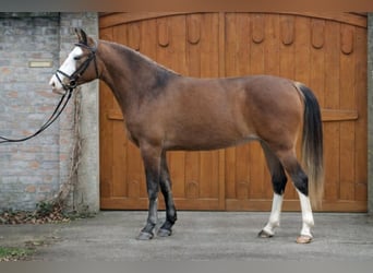 More ponies/small horses, Mare, 4 years, 14,1 hh, Brown