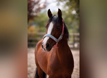 More ponies/small horses, Mare, 4 years, 14,1 hh, Brown