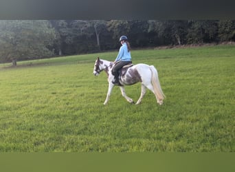 More ponies/small horses, Mare, 4 years, 14,1 hh, Pinto