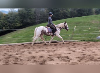 More ponies/small horses, Mare, 4 years, 14,1 hh, Pinto