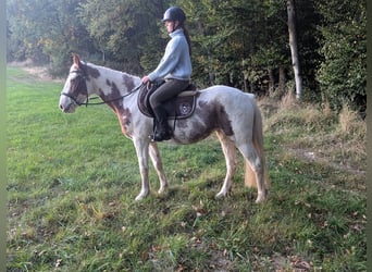 More ponies/small horses, Mare, 4 years, 14,1 hh, Pinto
