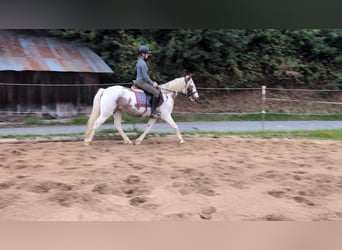 More ponies/small horses, Mare, 4 years, 14,1 hh, Pinto