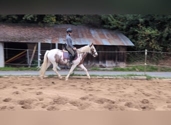 More ponies/small horses, Mare, 4 years, 14,1 hh, Pinto