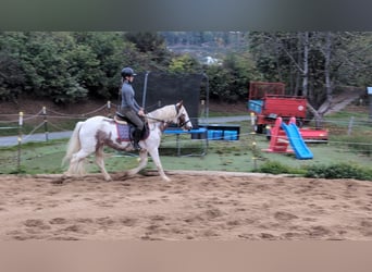 More ponies/small horses, Mare, 4 years, 14,1 hh, Pinto