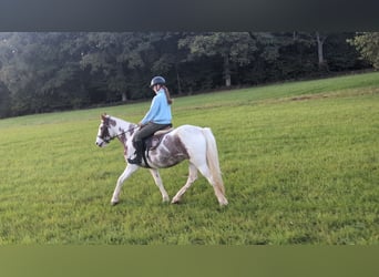 More ponies/small horses, Mare, 4 years, 14,1 hh, Pinto