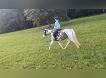 More ponies/small horses, Mare, 4 years, 14,1 hh, Pinto