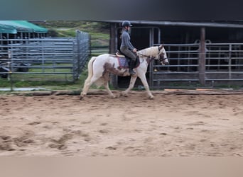 More ponies/small horses, Mare, 4 years, 14,1 hh, Pinto