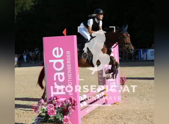 More ponies/small horses, Mare, 4 years, 14,2 hh, Brown