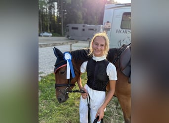 More ponies/small horses, Mare, 4 years, 14,2 hh, Brown