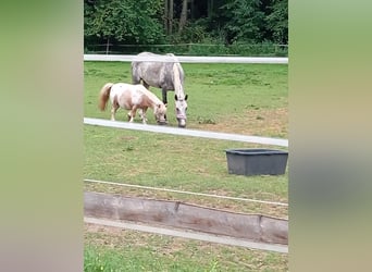 More ponies/small horses, Mare, 4 years, 14,2 hh, Grey