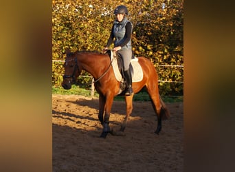 More ponies/small horses, Mare, 4 years, 14,3 hh, Brown