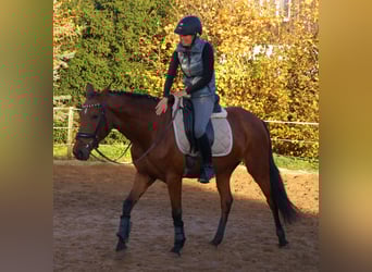 More ponies/small horses, Mare, 4 years, 14,3 hh, Brown