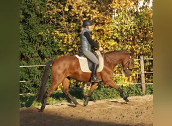 More ponies/small horses, Mare, 4 years, 14,3 hh, Brown