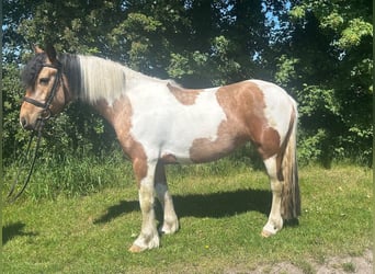 More ponies/small horses, Mare, 4 years, 15.1 hh, Pinto