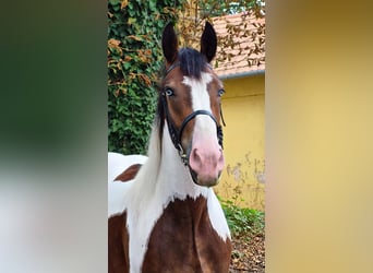 More ponies/small horses, Mare, 4 years, 15.1 hh, Pinto