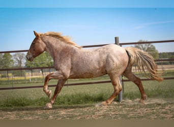 More ponies/small horses, Mare, 4 years, 15.1 hh, Roan-Red