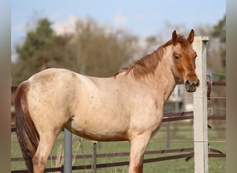 More ponies/small horses, Mare, 4 years, 15.2 hh, Roan-Red