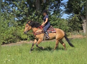 More ponies/small horses, Mare, 4 years, 15 hh, Dun