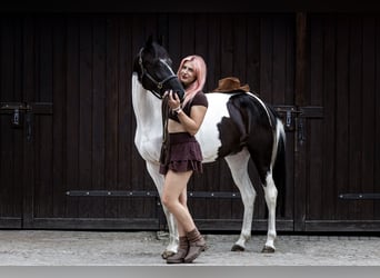 More ponies/small horses, Mare, 4 years, 15 hh, Pinto