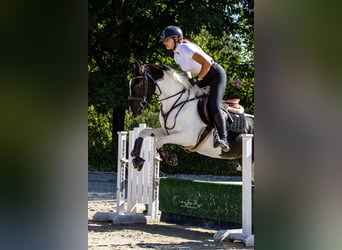 More ponies/small horses, Mare, 4 years, 15 hh, Pinto