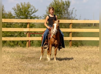 More ponies/small horses, Mare, 4 years, 9,2 hh, Sorrel