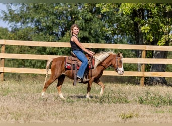 More ponies/small horses, Mare, 4 years, 9,2 hh, Sorrel