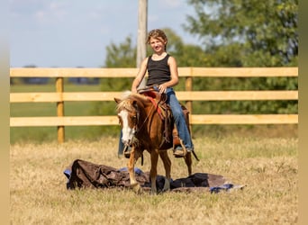 More ponies/small horses, Mare, 4 years, 9,2 hh, Sorrel