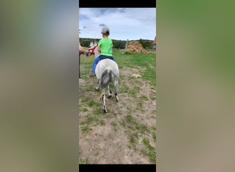More ponies/small horses Mix, Mare, 5 years, 10.1 hh, Grey-Dapple