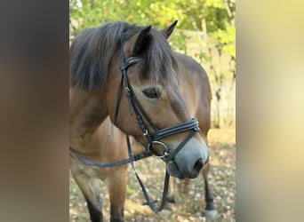 More ponies/small horses Mix, Mare, 5 years, 12.2 hh, Brown