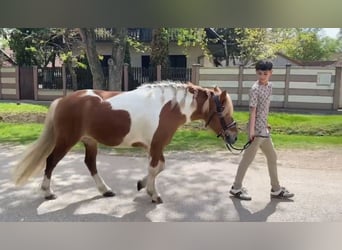 More ponies/small horses, Mare, 5 years, 12.2 hh, Pinto