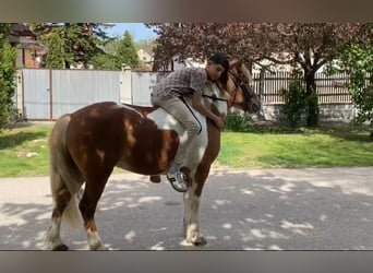 More ponies/small horses, Mare, 5 years, 12.2 hh, Pinto