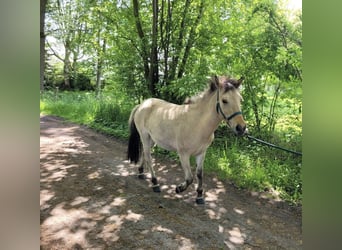More ponies/small horses Mix, Mare, 5 years, 12,1 hh, Buckskin