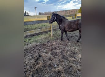 More ponies/small horses Mix, Mare, 5 years, 12,1 hh