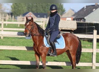 More ponies/small horses, Mare, 5 years, 13.2 hh, Brown