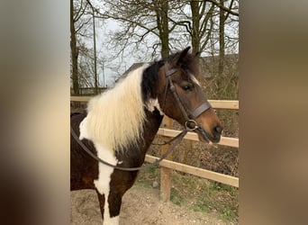 More ponies/small horses, Mare, 5 years, 13.2 hh, Pinto