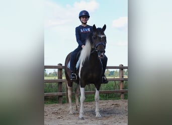 More ponies/small horses, Mare, 5 years, 13.2 hh, Pinto