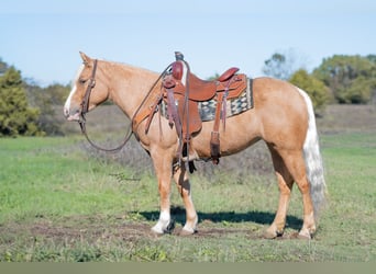 More ponies/small horses, Mare, 5 years, 13,1 hh, Palomino