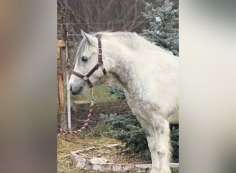 More ponies/small horses, Mare, 5 years, 13,1 hh, Pinto