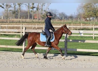 More ponies/small horses, Mare, 5 years, 13,2 hh, Brown