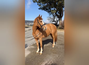 More ponies/small horses, Mare, 5 years, 13,2 hh, Chestnut-Red