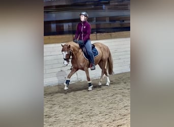 More ponies/small horses, Mare, 5 years, 13,2 hh, Chestnut-Red