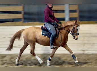 More ponies/small horses, Mare, 5 years, 13,2 hh, Chestnut-Red
