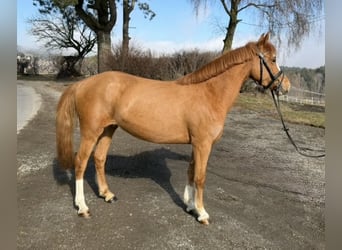 More ponies/small horses, Mare, 5 years, 13,2 hh, Chestnut-Red