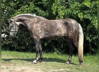 More ponies/small horses, Mare, 5 years, 13,2 hh, Gray