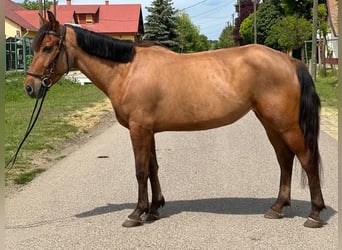 More ponies/small horses, Mare, 5 years, 13,3 hh, Chestnut-Red