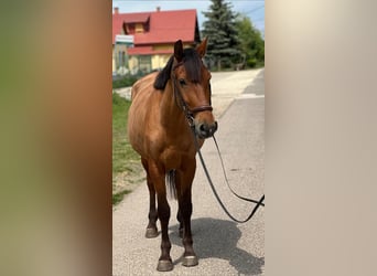 More ponies/small horses, Mare, 5 years, 13,3 hh, Chestnut-Red