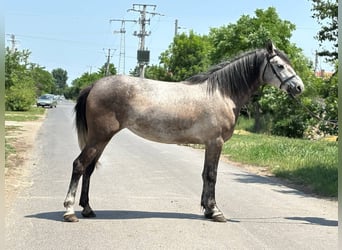More ponies/small horses, Mare, 5 years, 13,3 hh, Gray
